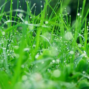 Natur119