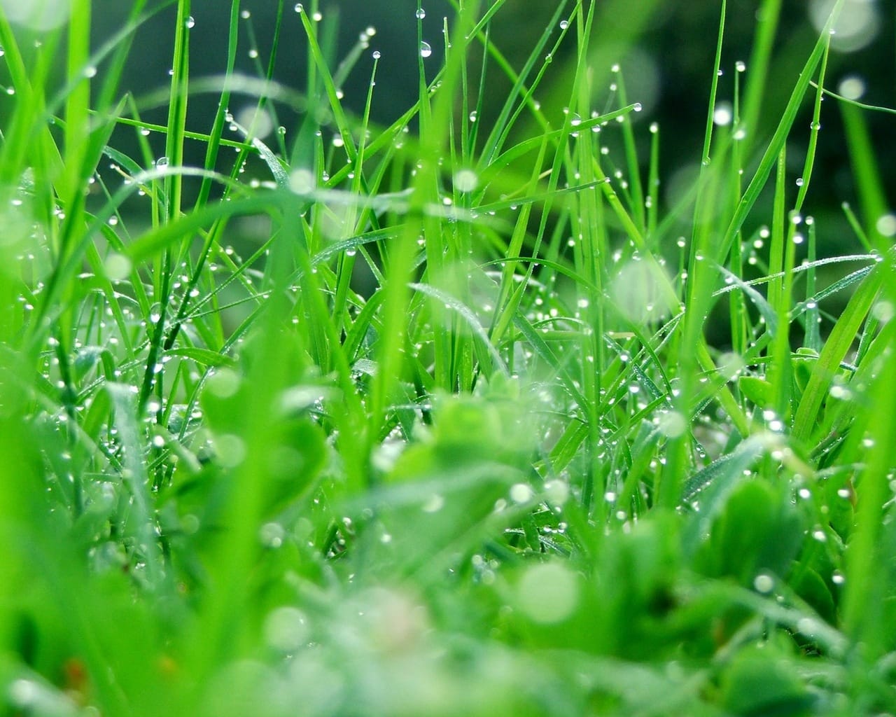 Natur119